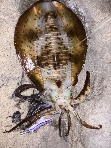 アオリイカの釣果