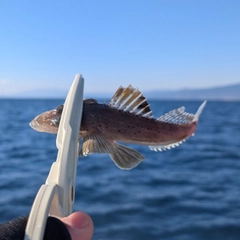 ワニゴチの釣果