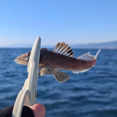 ワニゴチの釣果