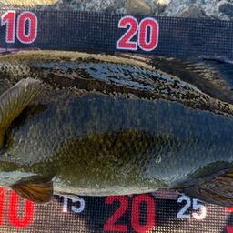 スモールマウスバス