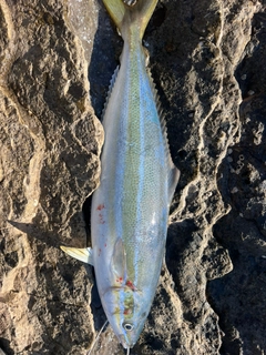 ツムブリの釣果