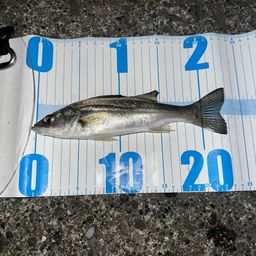 セイゴ（マルスズキ）