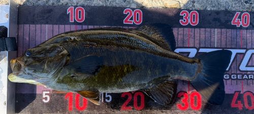 スモールマウスバスの釣果