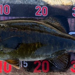 スモールマウスバス