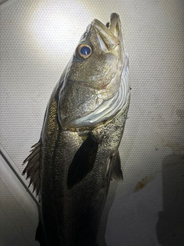 東京湾（アクアライン〜富津）