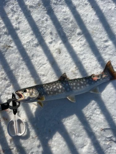 苫小牧港防波堤