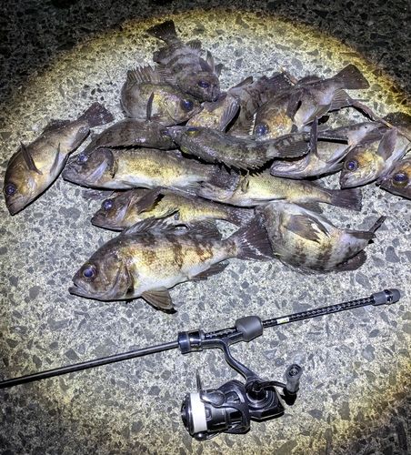 メバルの釣果