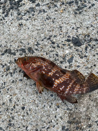 キジハタの釣果