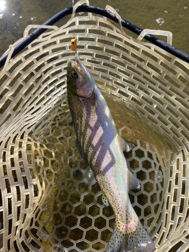 ベリーパーク in FISH ON! 王禅寺