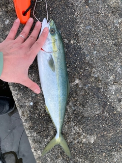 ツバイソの釣果