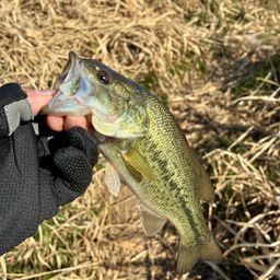 ラージマウスバス