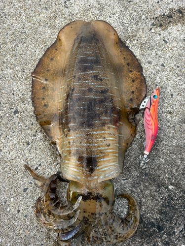 アオリイカの釣果