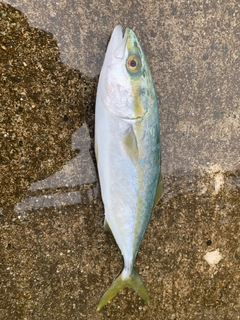 ツバイソの釣果