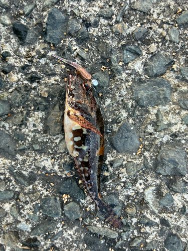 アナハゼの釣果