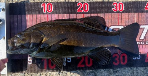 スモールマウスバスの釣果