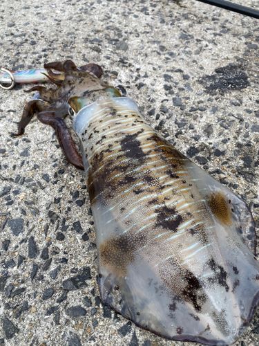 アオリイカの釣果