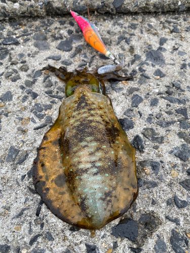 アオリイカの釣果
