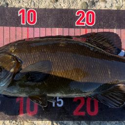 スモールマウスバス