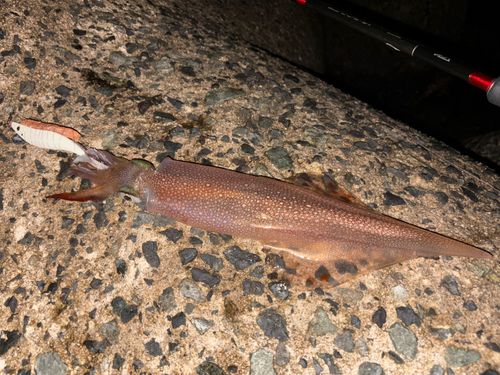 ヤリイカの釣果
