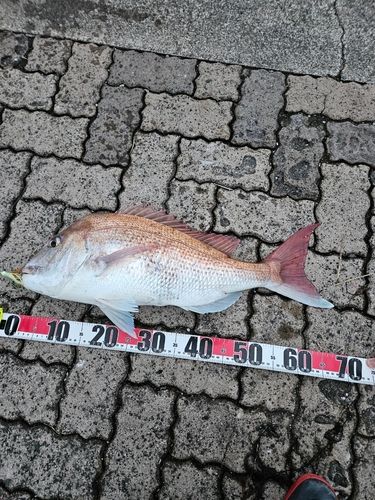 鞠山海遊パーク