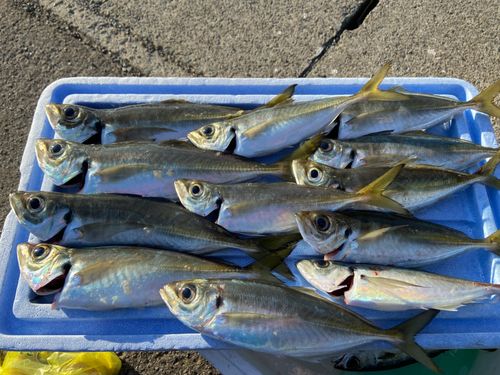マアジの釣果