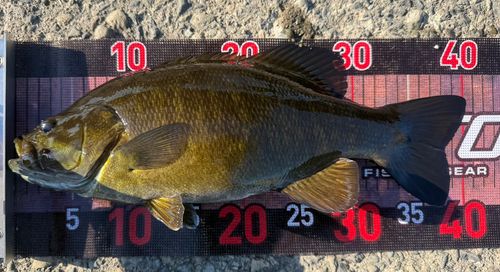 スモールマウスバスの釣果