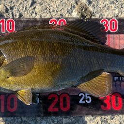 スモールマウスバス