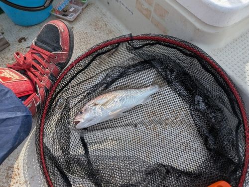 イシモチの釣果