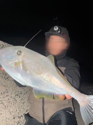 ウスバハギの釣果