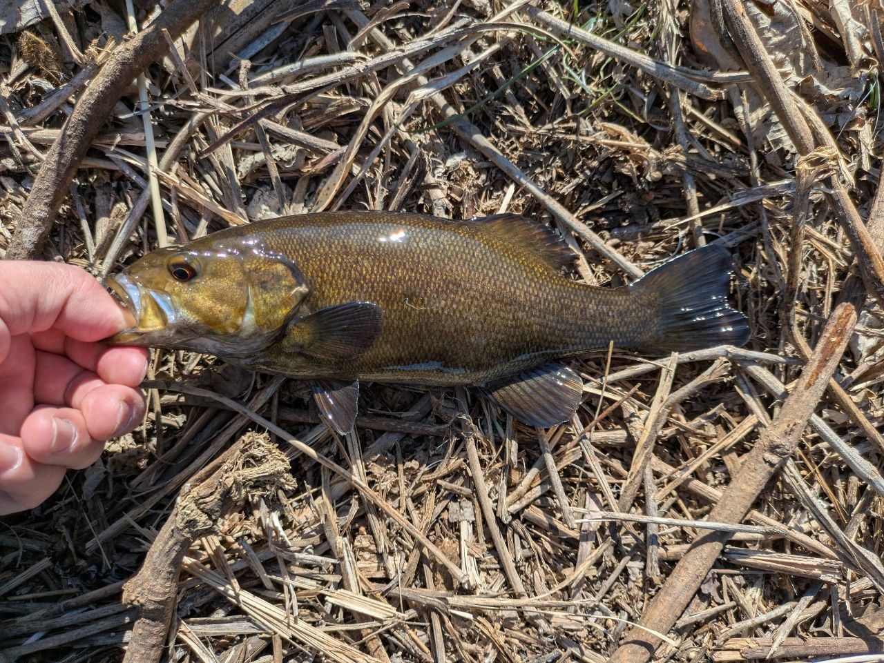 スモールマウスバス