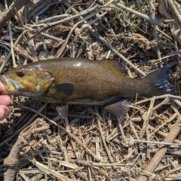 スモールマウスバス