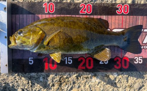 スモールマウスバスの釣果