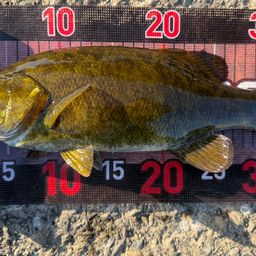 スモールマウスバス