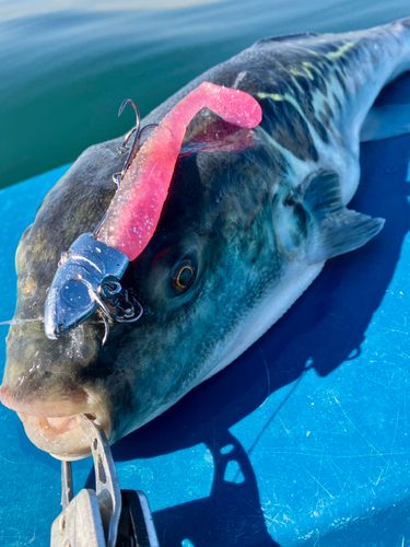 東京湾（富津〜金谷）