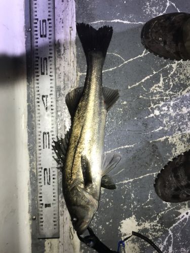 東京湾（アクアライン〜富津）