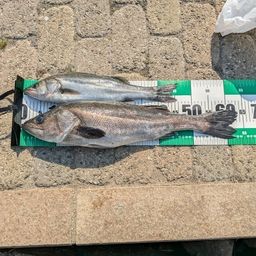 ハネ（マルスズキ）