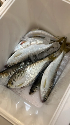 コノシロの釣果