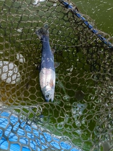 ニジマスの釣果