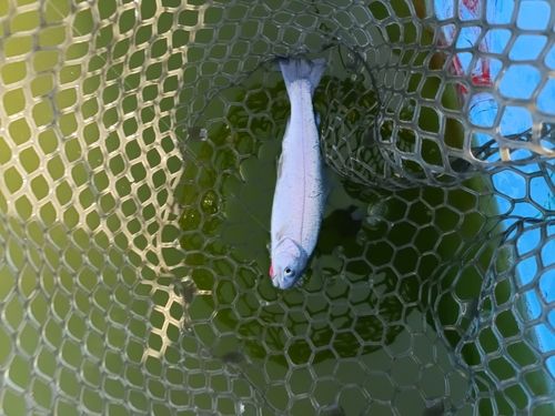 ニジマスの釣果