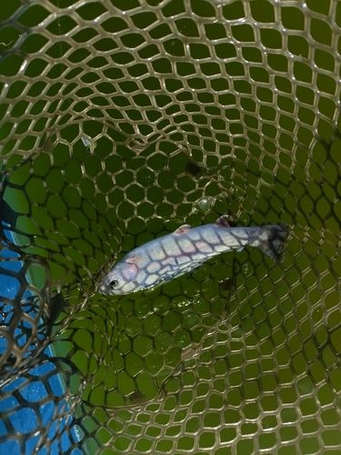 ニジマスの釣果