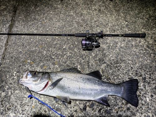 ヒラスズキの釣果