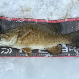 スモールマウスバス