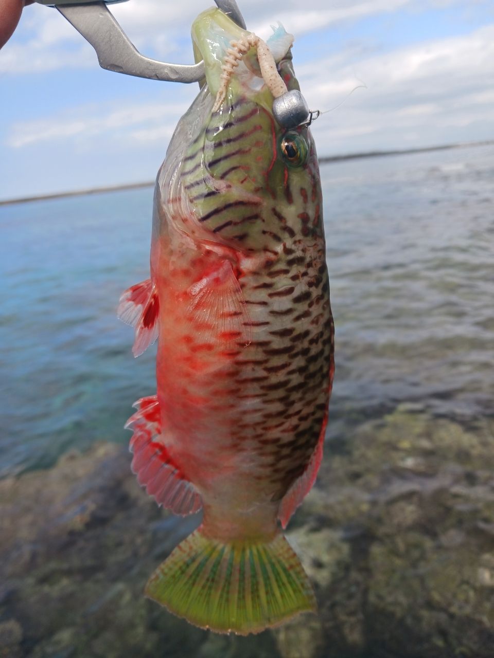 ホホスジモチノウオ