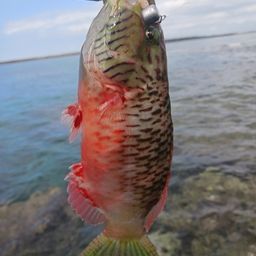 ホホスジモチノウオ