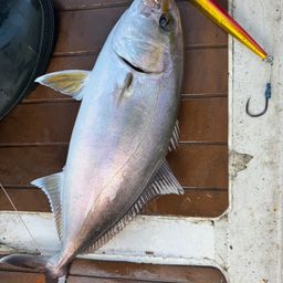 ヨコスジフエダイ