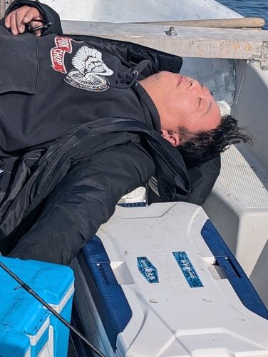 アカハタの釣果