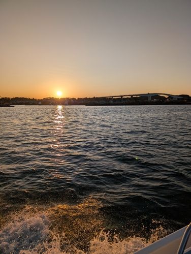 アカハタの釣果