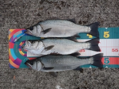 フッコ（ヒラスズキ）の釣果