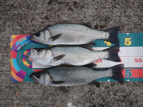 フッコ（ヒラスズキ）の釣果