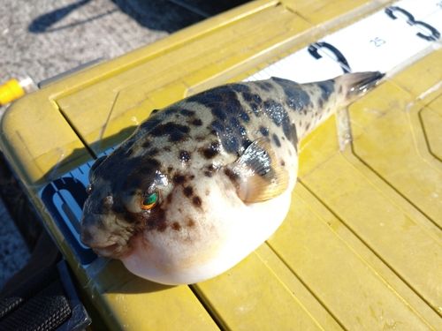 ヒガンフグの釣果